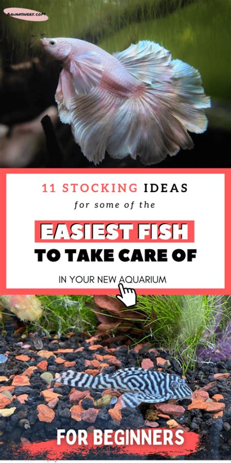 13 Easiest Fish to Take Care of in a Low Maintenance Aquarium.